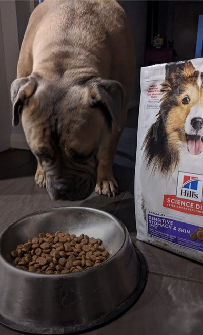 comida hills para perros en mexico