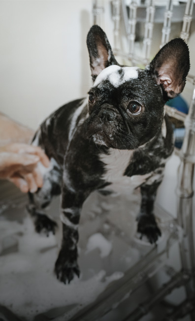 Mobiliario para estetica canina