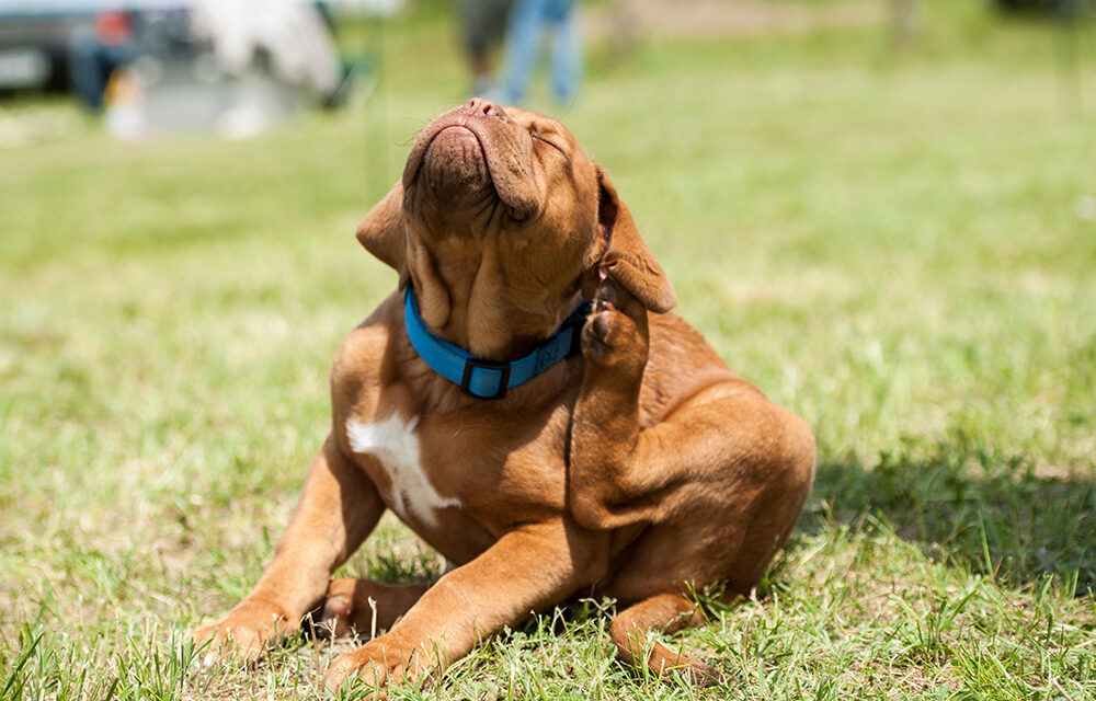 Perro rascarse causas