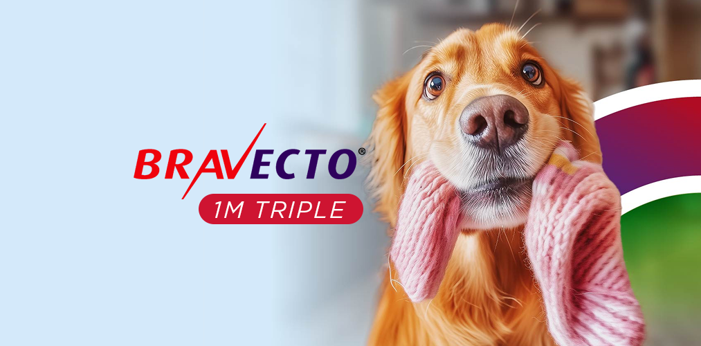 Protección bravecto información imagen