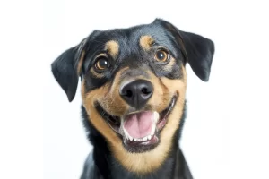 higiene-bucal-perros